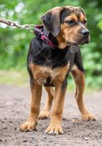 Gezocht: reu kruising labrador, Dieren en Toebehoren, Rabiës (hondsdolheid), Reu, 8 tot 15 weken, Groot