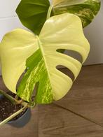 Monstera Aurea variegata | 55cm, Overige soorten, In pot, Minder dan 100 cm, Groene kamerplant
