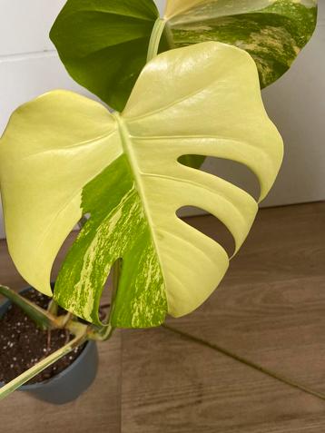 Monstera Aurea variegata | 55cm beschikbaar voor biedingen