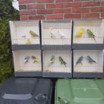 grasparkieten, Dieren en Toebehoren