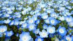 Nr 35/ zaad Bosliefje - Nemophila - Baby Blue Eyes bio, Ophalen of Verzenden, Voorjaar, Halfschaduw, Zaad