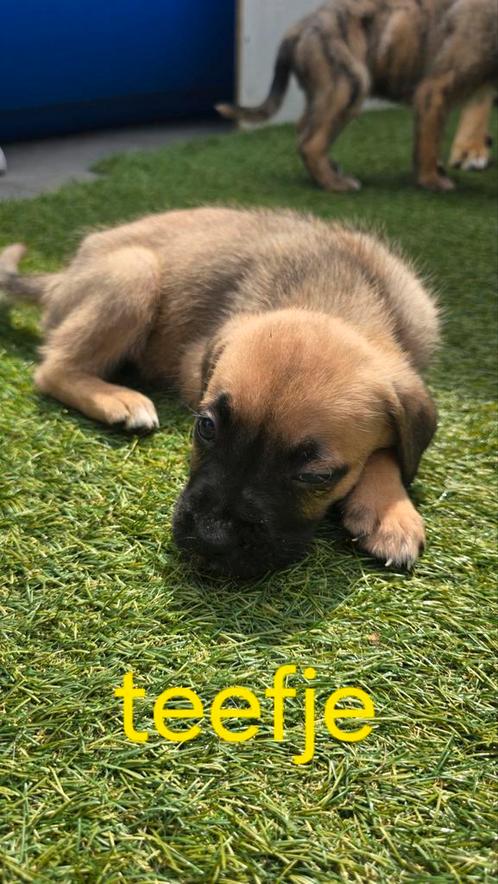 6 mooie cane corso pups mogen het nest verlaten, Dieren en Toebehoren, Honden | Bulldogs, Pinschers en Molossers, Meerdere dieren