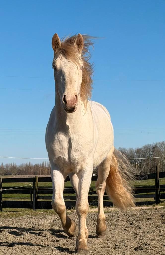 ️Uniek connemara cremello droompony voor paardenliefhebbers!, Dieren en Toebehoren, Paarden, Ruin, Onbeleerd, Minder dan 160 cm
