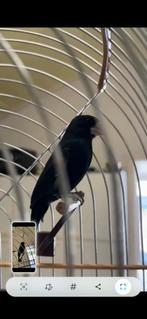 Te koop twatwa drukker geringd 2023, Dieren en Toebehoren, Vogels | Overige Vogels, Mannelijk, Tropenvogel, Geringd