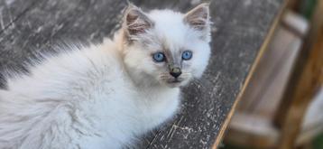 Ragdoll kittens te koop beschikbaar voor biedingen