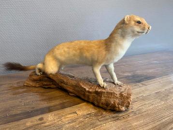 Opgezette hermelijn op stronk beschikbaar voor biedingen