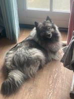 Pups verwacht keeshond x keeshond/eurasier, Dieren en Toebehoren, Particulier, Rabiës (hondsdolheid), Meerdere, Keeshond