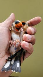 Bloemputters koppel 2023, Dieren en Toebehoren, Vogels | Overige Vogels, Meerdere dieren, Wildzangvogel, Geringd