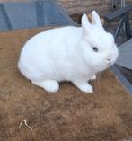 Rasechte Pool Blauwoog ram (dwergkonijn), Dieren en Toebehoren, Konijnen, Mannelijk, Dwerg, 0 tot 2 jaar