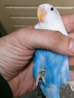 Prachtige piep jonge agapornis fisheri opaline violet man, Dieren en Toebehoren, Vogels | Parkieten en Papegaaien, Mannelijk, Dwergpapegaai of Agapornis