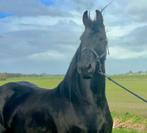 Prachtige Friese Merrie, Dieren en Toebehoren, Paarden, Merrie, Gechipt, Dressuurpaard, 3 tot 6 jaar