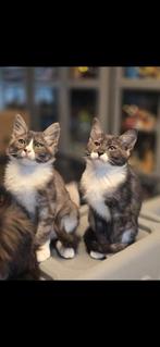 Maine coon xxl x bengaal kittens 2 poesjes smoke, Dieren en Toebehoren, Poes, Gechipt