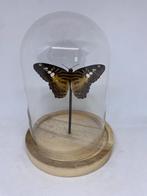 vlinder in stolp, Ophalen, Nieuw, Insect, Opgezet dier
