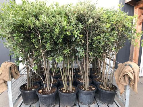 Meerstammige steeneik | Quercus ilex multistam, Tuin en Terras, Planten | Bomen, Ophalen of Verzenden