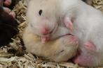 Syrische goudhamsters, Dieren en Toebehoren, Knaagdieren, Hamster, Meerdere dieren, Tam, September