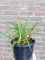 Liriope spicata, Vaste plant, Siergrassen, Ophalen of Verzenden, Halfschaduw