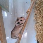 goudhamster grijs, Dieren en Toebehoren, Mei, Meerdere dieren, Hamster