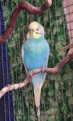 Mooie parkiet (man), Dieren en Toebehoren, Vogels | Parkieten en Papegaaien, Mannelijk, Parkiet