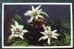Edelweiss, Verzenden, Voor 1920, Ongelopen, Natuur