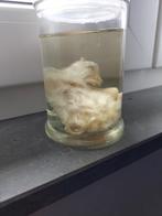 Sterkwater preparaat mutatie kuiken, Verzamelen, Dierenverzamelingen, Ophalen of Verzenden, Zo goed als nieuw, Reptiel of Amfibie