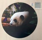 Wanddecoratie Panda, incl. bevestiging, 60 cm, nieuw!, Ophalen, Nieuw