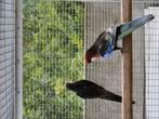 Bewezen kweekkoppel rosella zwart, Meerdere dieren, Parkiet