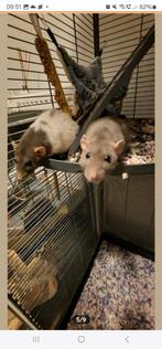 Ratten rex  met kooi en toebehoren, Dieren en Toebehoren, Knaagdieren, Mei, Vrouwelijk, Rat