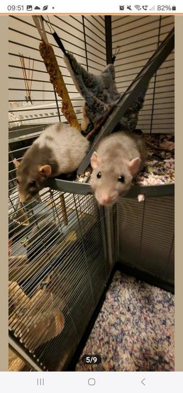 Ratten rex  met kooi en toebehoren beschikbaar voor biedingen