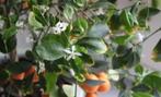 Citrus Mandarijnen fruit plantjes stekjes bio kamerplanten, Huis en Inrichting, Kamerplanten, Fruitplant, In pot, Minder dan 100 cm