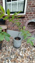 Walnotenboom – 1 meter hoog – Gezonde jonge boom!, Ophalen, In pot, Volle zon, Overige soorten