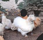 Usa zijdehoender hennen, Dieren en Toebehoren, Vrouwelijk, Kip