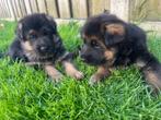 Duitse herder pups (2 reutjes beschikbaar), Dieren en Toebehoren, Honden | Herdershonden en Veedrijvers, Rabiës (hondsdolheid)