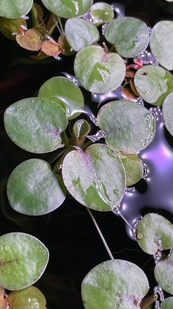Amazon Frogbit (Limnobium laevigatum) te koop, Dieren en Toebehoren, Ophalen of Verzenden, Plant(en), Steen of Hout