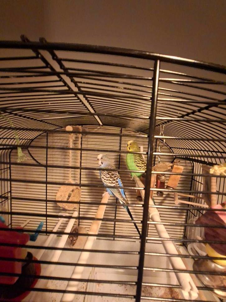 Gezellige grasparkieten + kooi en toebehoren, Dieren en Toebehoren, Vogels | Parkieten en Papegaaien, Parkiet, Meerdere dieren