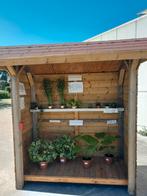 Kamerplanten te koop!, Huis en Inrichting, Kamerplanten, Ophalen, Halfschaduw, In pot, Minder dan 100 cm