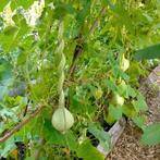 Fleskalebas 'Weinheber Kittenberger' zaden, Tuin en Terras, Ophalen of Verzenden, Voorjaar, Volle zon, Zaad