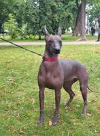 Xoloitzcuintle (Mexicaanse Naakthond), Dieren en Toebehoren, Particulier, Rabiës (hondsdolheid), 15 weken tot 1 jaar, Overige rassen