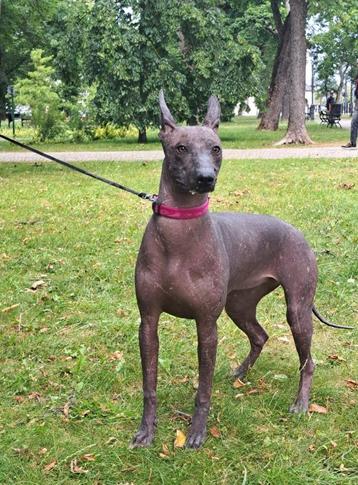Xoloitzcuintle (Mexicaanse Naakthond) beschikbaar voor biedingen