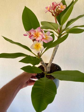 Plumeria Frangipani, bijzonder fraai nr 8 beschikbaar voor biedingen