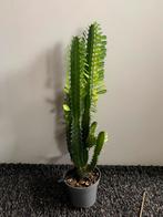Euphorbia  cactus 50 cm, Ophalen, Cactus, Volle zon, Minder dan 100 cm