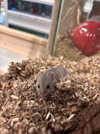 Lieve jonge chinese dwerghamsters vrouw, Dieren en Toebehoren, Knaagdieren, Hamster, Meerdere dieren, Tam, Oktober