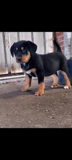 Grote zwitserse sennenhond pups, Dieren en Toebehoren, Meerdere, Meerdere dieren, Nederland, Particulier