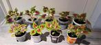 Kamerplant Coleus solenostemon scutellarioides (siernetel)., Ophalen, Halfschaduw, Minder dan 100 cm