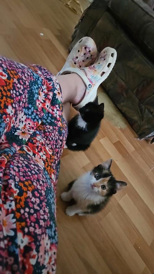 Kitten 9 & 11 weken, Dieren en Toebehoren, Katten en Kittens | Overige Katten, Meerdere dieren