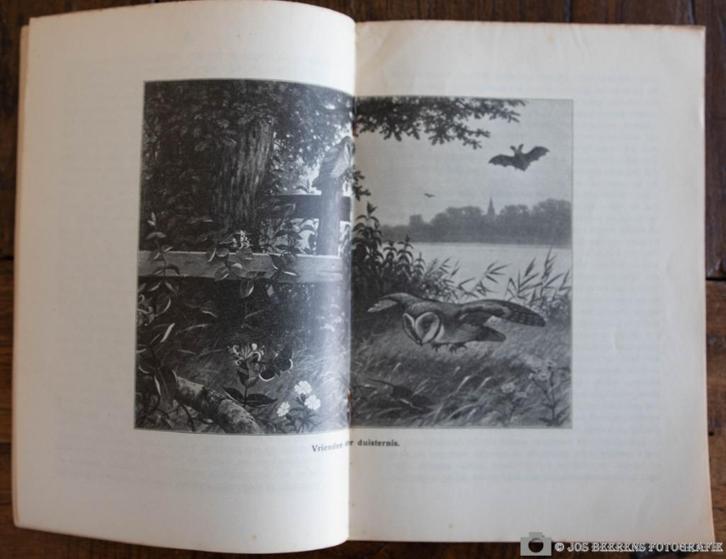 schoolplaat  – Vrienden der duisternis     , Antiek en Kunst, Antiek | Schoolplaten, Natuur en Biologie, Verzenden