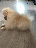 Pomeriaan pups 5 Maandan oude, Particulier, Rabiës (hondsdolheid), 15 weken tot 1 jaar, Buitenland