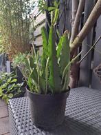 2x Rode orchidee bladcactus, Ophalen, Overige soorten, Volle zon