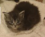 Maincoon kittens, Meerdere dieren, 0 tot 2 jaar