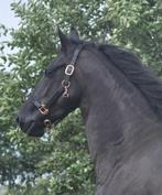 Te koop  4 jarige friese stamboek merrie ., Dieren en Toebehoren, Paarden, Merrie