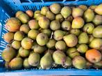 Stoofperen 5 kilo € 5,00, Ophalen